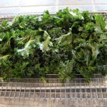 KALE CRISPS